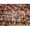 山东红叶甜菜供应基地|青州红叶甜菜