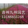 芝樱价格：想要优质的芝樱就来青州九州园艺