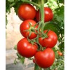山东抗病毒西红柿苗——品种纯的西红柿种苗出售