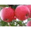 哪里能买到品种好的夏美苹果苗：富士苹果