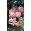 在哪能买到价位合理的三红柚子苗，优质的三红柚子苗
