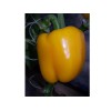 高产尖椒种子——山东甜椒种子批发价格