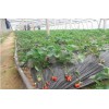种植大棚滴灌工程 草莓场滴灌设备/滴灌系统