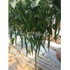 越冬绿线椒种子——购买线椒种子优选恒瑞种业