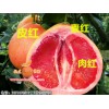 漳州三红柚子苗采购，三红柚子苗价格行情