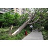 上海回收拆迁树木行情：上海回收拆迁树木/挖树/大树移植/园林树木移栽树木清理/苗圃抽稀
