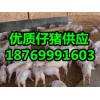 仔猪供应价格行情18769991603