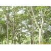江苏南京榉树等多种绿化苗木