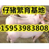 山东仔猪销售 苗猪价格行情15953983808