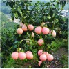 贵州三红柚苗基地，贵州三红柚苗价格，贵州三红柚苗批发