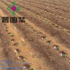 安徽紫红薯苗培育基地安徽鲜食型地瓜苗供应金沂蒙供