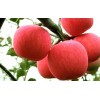 今日山东红富士苹果最新批发价格