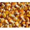 长期大量收购玉米碎米大豆高粱等饲料