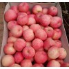 山东优质红富士80苹果批发产地17863386688