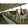山东优质肉牛批发 基地 价格17863386688