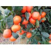 重庆柑橘树苗基地，重庆柑橘树苗价格，重庆柑橘树苗批发
