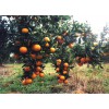 重庆柑橘树苗出售，重庆柑橘树苗种植技术