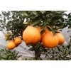 四川柑橘树苗特点，四川柑橘树苗出售，四川柑橘树苗