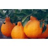 四川柑橘树苗出售，四川柑橘树苗种植技术，四川柑橘树苗