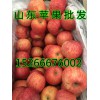 山东苹果产地直销15266676002今日红富士苹果产地行情