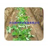 陕西榆林神木市土豆16mm滴灌管|灌溉黑管壁厚1.0mm价格