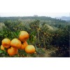 贵州柑橘苗施肥，贵州柑橘苗除草，贵州柑橘苗修剪