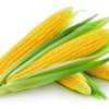 崇州卫世养殖大量求购玉米碎米大米小麦高粱等
