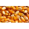 纵翔饲料厂常年现金收购小麦、玉米、碎米等原料.