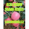 山东红富士苹果产地价格纸袋红富士苹果苹果批发价格