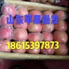 18615397873今日纸袋红富士苹果价低