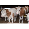 西门塔尔牛牛犊养殖场西门塔尔牛牛犊多少钱养殖牛