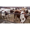 山西西门塔尔牛牛犊价格 育肥牛犊养殖技术 多大的牛犊好养殖