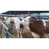 纯种西门塔尔牛价格 西门塔尔牛养殖市场行情 牛犊生长优势数据