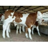 常年供应纯种西门塔尔牛3-6个月小牛犊圈放养殖均可免费运送