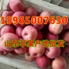 山东苹果产区批发红富士苹果近期批发价格行情