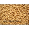 求购糯米高粱玉米大米碎米小麦淀粉豆类等原料