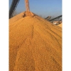 惠侬饲料厂常年收购玉米小麦大豆高粱麸皮等饲料原料