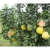 三红柚子苗基地，三红柚子苗品种，三红柚子苗特点