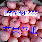 １５５５４９４１２２２山东冷库红富士苹果产地直销批发价格
