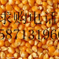旺川求购：玉米、大麦、高粱、棉粕