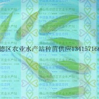 供应珍珠草鱼苗、珍珠鱼、珍珠草鱼成品