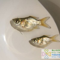 供应缩骨花鲢鱼苗、缩骨大头