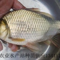 供应大王鲫鱼苗、大王鲫鱼