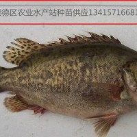 供应桂鱼苗、鳜鱼、桂花鱼苗