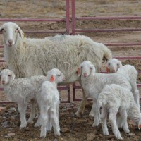 供应新疆阿克苏多胎小尾寒羊养殖场湖羊规模养殖建成牧业