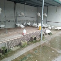 白孔雀养殖园济宁特种养殖基地直销成年白孔雀、小白孔雀