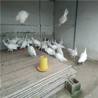 观赏白孔雀、白孔雀价格、白孔雀供应厂家济宁特种养殖基地