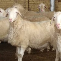 济宁梁山县精品大母羊养殖场湖羊种母羊价格多胎多羔大母羊基地