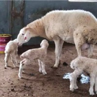 山东高产小尾寒羊纯种湖羊大母羊陕西湖羊养殖场澳洲白羊种公羊