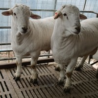 供应梁山县出售澳洲白种公羊澳洲白大母羊白头杜泊绵羊